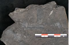 Foto (Detailansicht) von Palissya podocarpoides Ettingshausen (NHMW-GEO-2024-0188-10310)